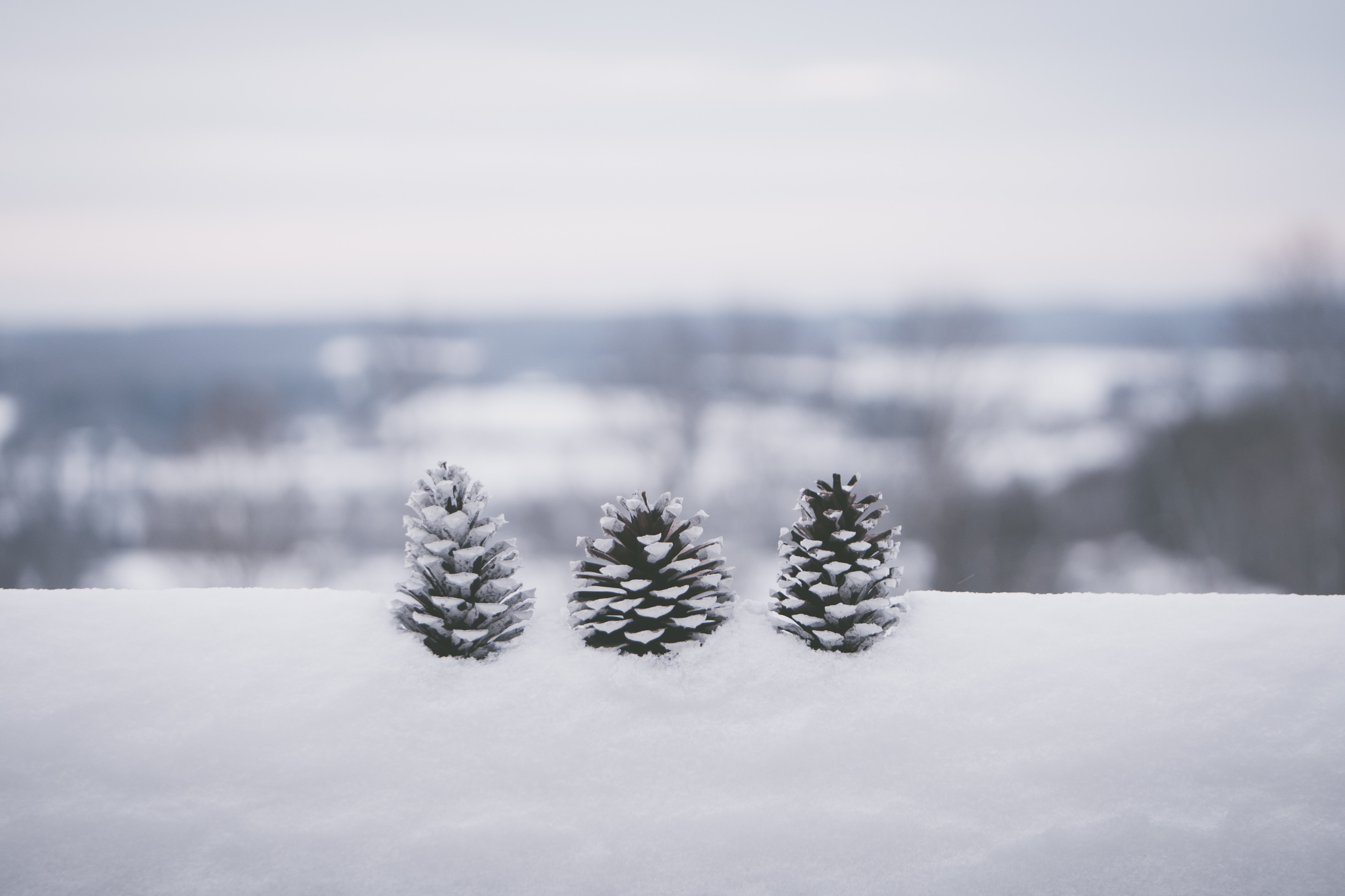 selective-focus-photography-of-three-pine-cones-1647250.jpg