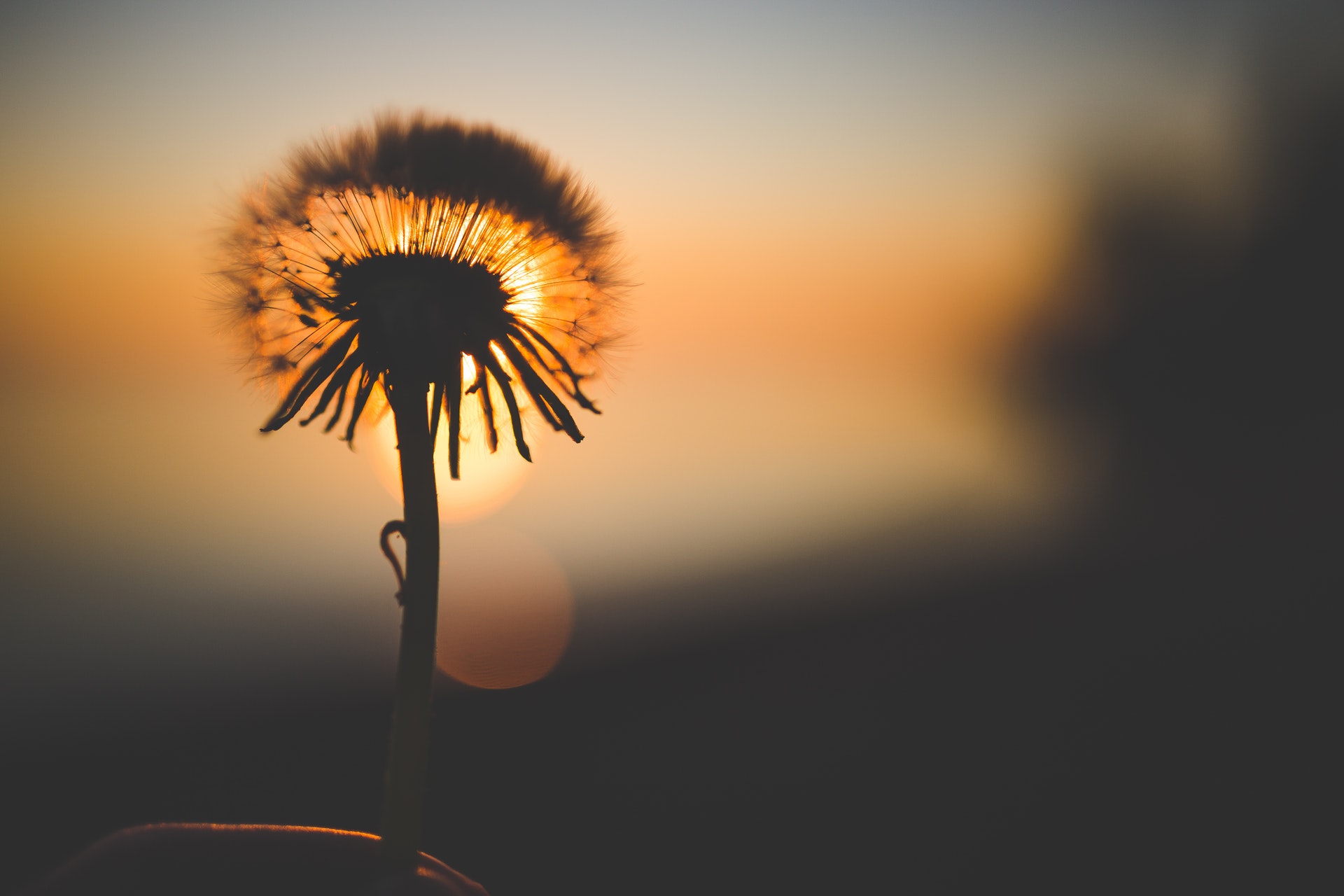 silhouette-of-dandelion-behind-sun-167838.jpg