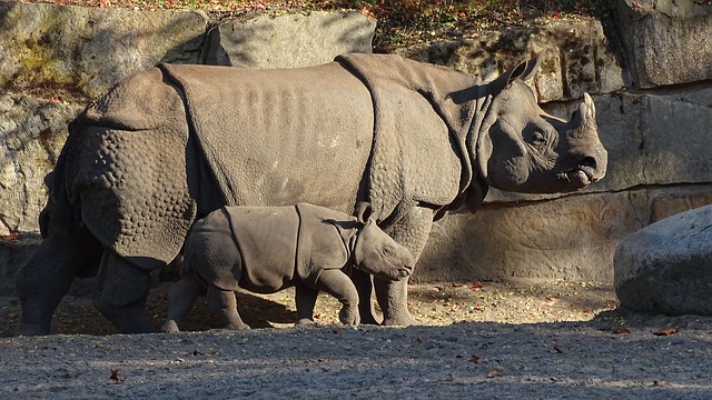 indian-rhinoceros-3798786_640.jpg