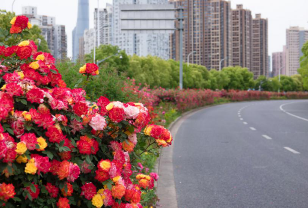 黄浦区半淞园路（外马路—花园港路）.png