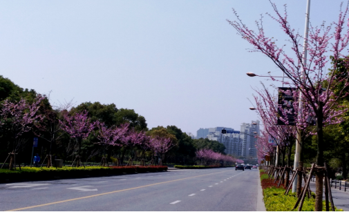 杨浦区国顺东路(双阳北路—营口路).png