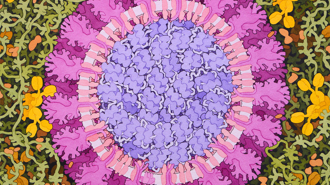 coronavirus_illustration_1280x720.jpg