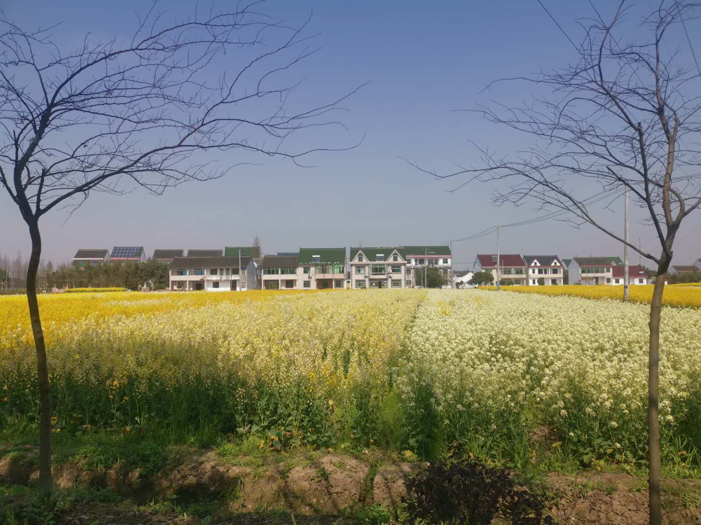 花4.jpg