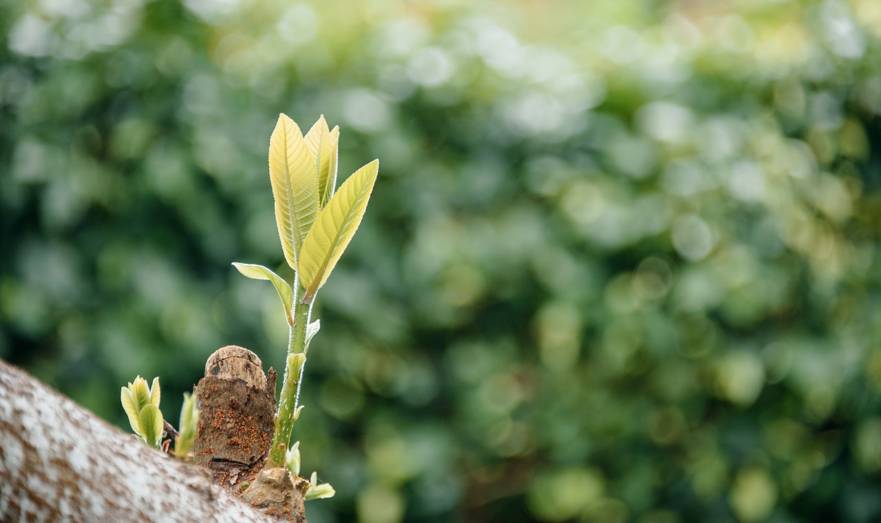 selective-focus-photo-of-tree-with-green-leaves-1327739.jpg