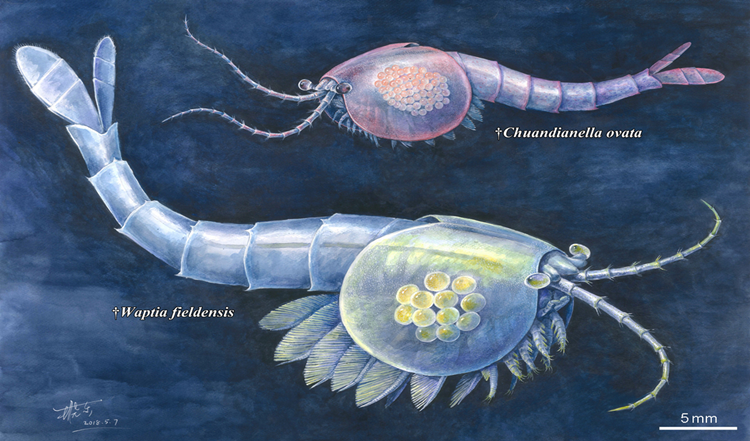 寒武纪两种瓦普塔虾在孵育繁殖策略上表现出演化权衡（欧强设计，王晓东绘制）.png