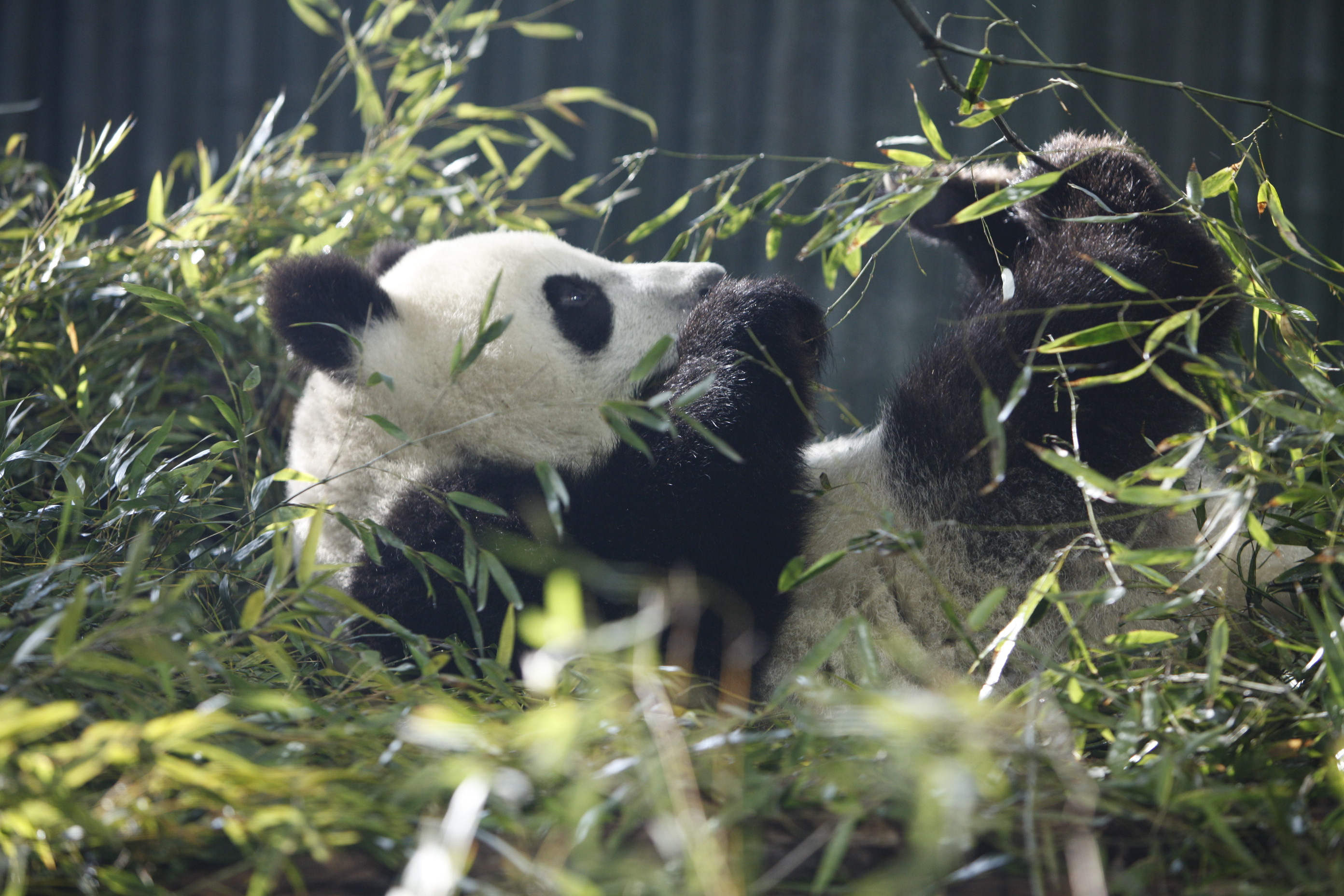 qq天团复出,大熊猫吃播,亚洲象训练…上海动物园推出4条动物特色游
