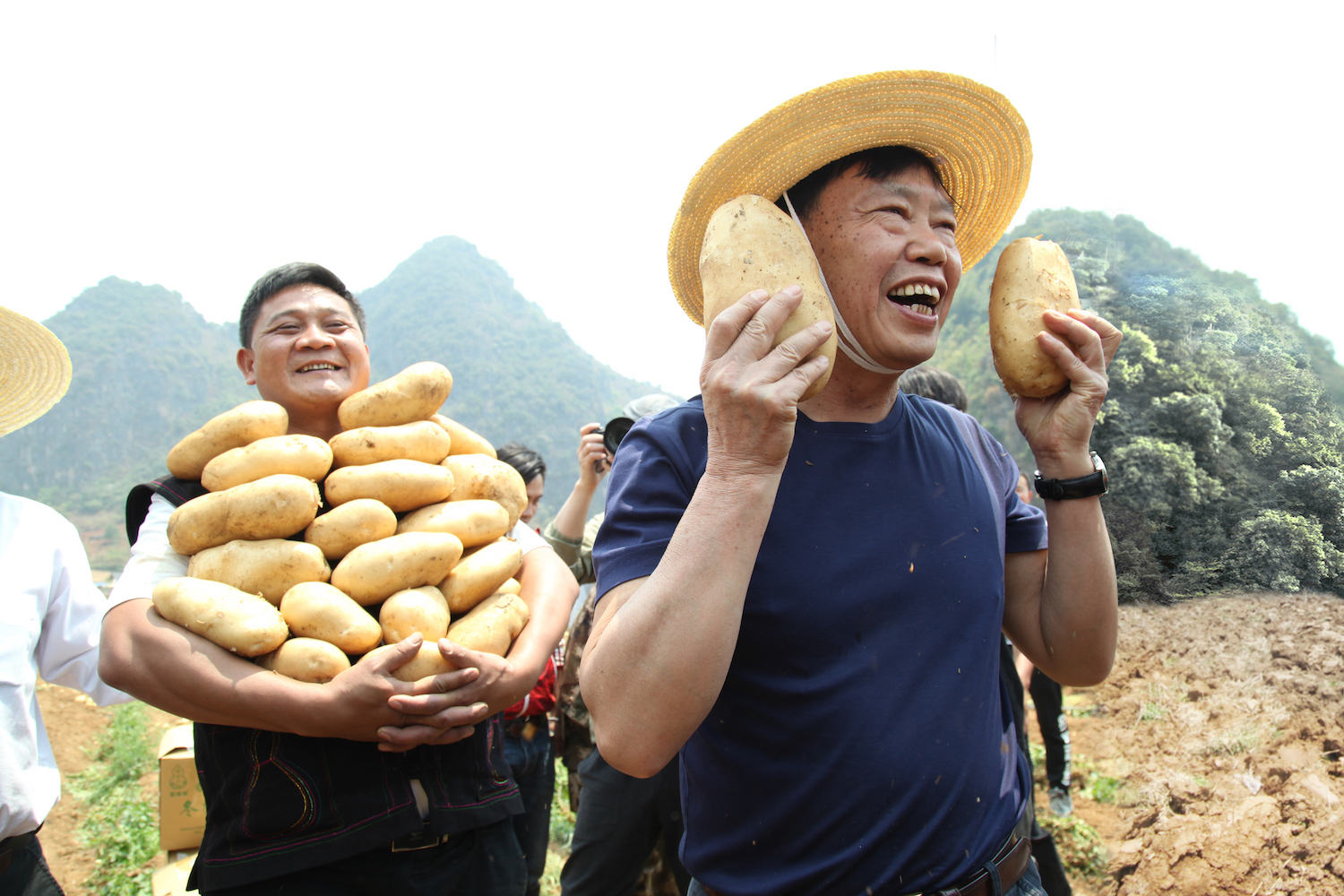 4月7日，长期驻扎在澜沧扶贫的中国工程院院士朱有勇第一次走进拼多多和央视新闻的联合直播间。院士拿着刚刚挖出的“比脸还大”的新鲜土豆，朝着镜头展示。穆功摄.jpeg