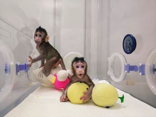 克隆猴“中中”和“华华” 光明网 图.jpg