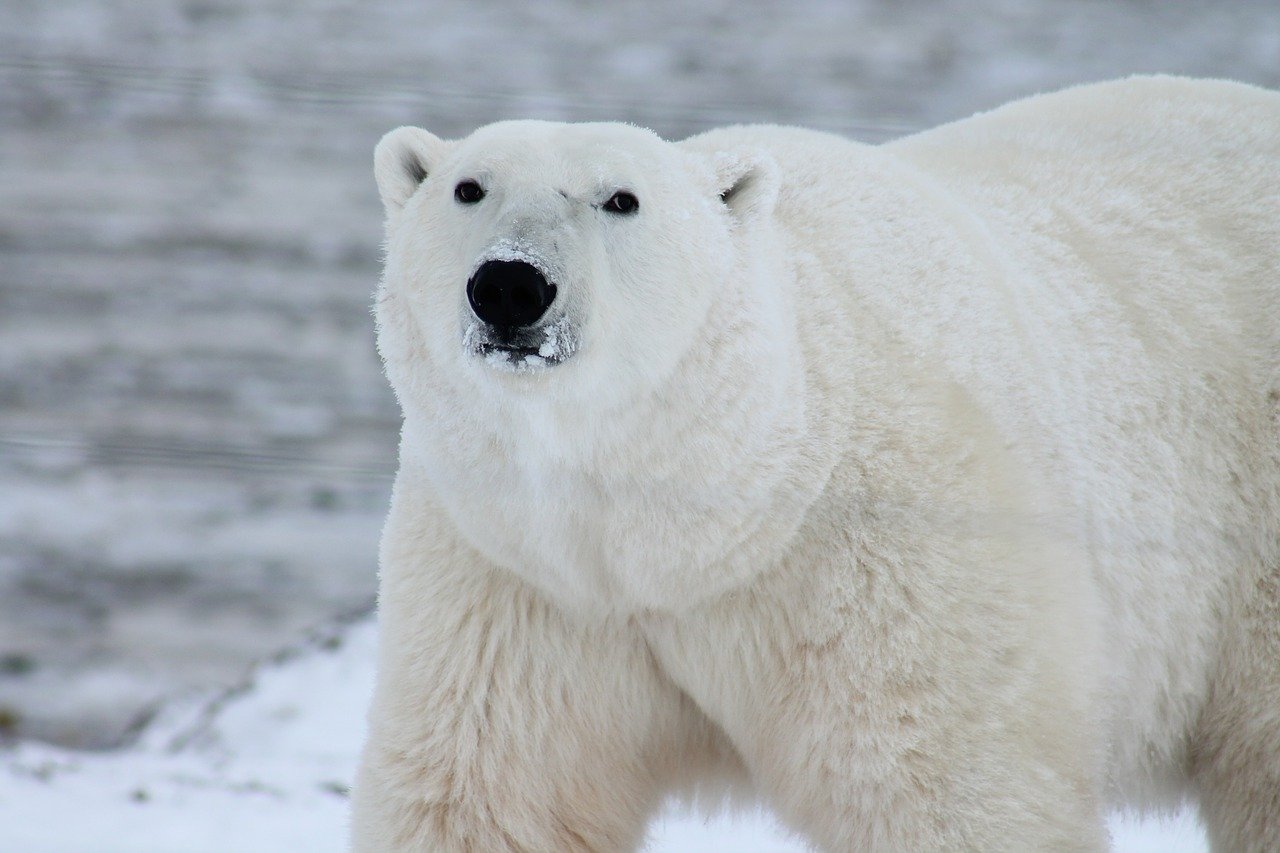 polar-bear-404314_1280.jpg