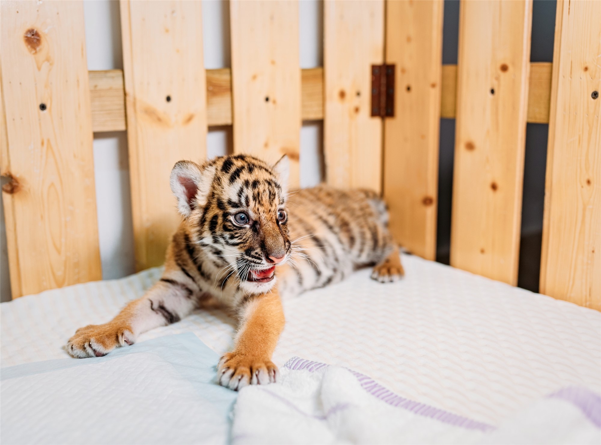 CONG3571-20200819-CongYi-5421 x 4013_副本.jpg