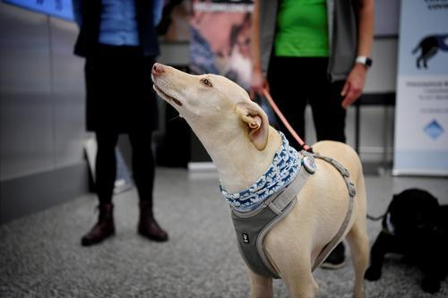 芬兰嗅探犬将在机场上岗探测新冠病毒,此前曾被用来识别不同类型的