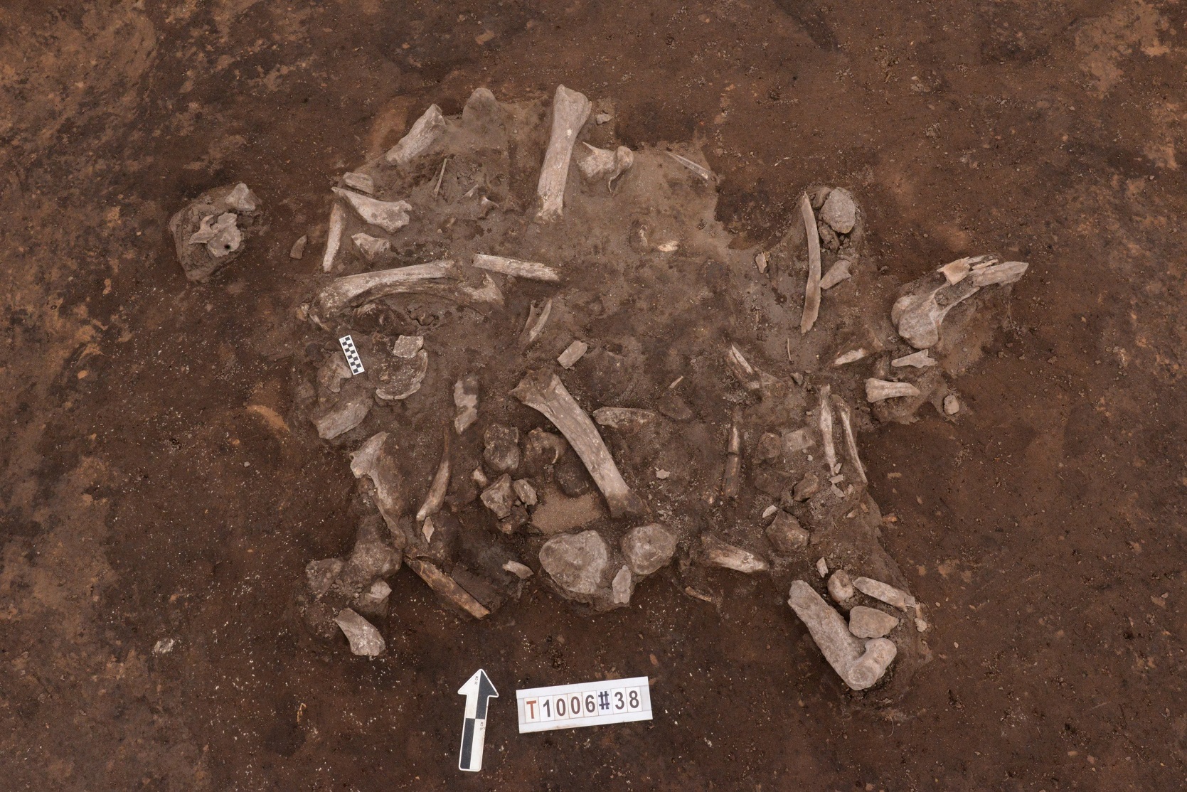 河北康保兴隆遗址发掘的野牛肢骨堆积.jpg