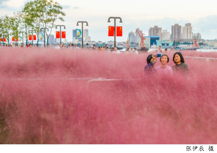 杨浦滨江亲水平台上的粉黛乱子草在国亲前夕迎来了开花季，吸引了众多市民游客前来观赏。.jpg