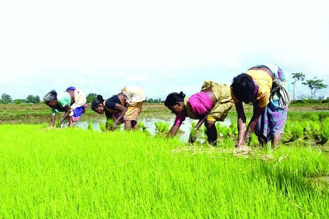 west-bengal-agriculture.jpg