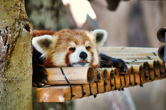 red-panda-3006441_640.jpg