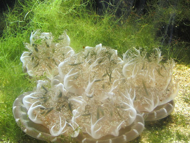 jellyfish-257588_640.jpg