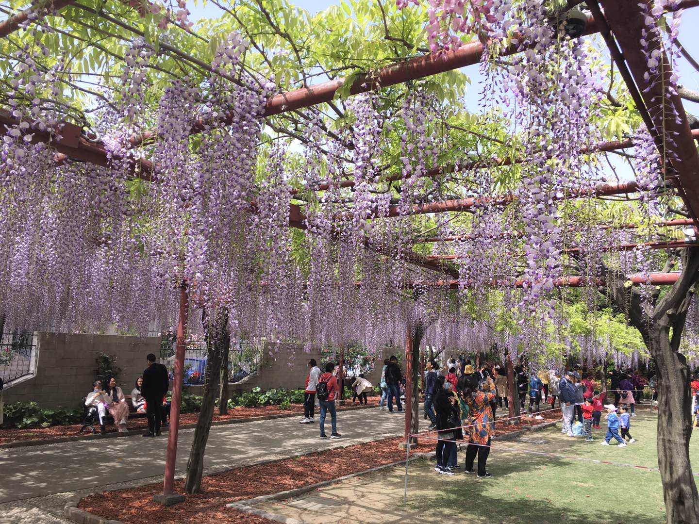上海：嘉定紫藤园进入最佳观赏期--图片频道--人民网