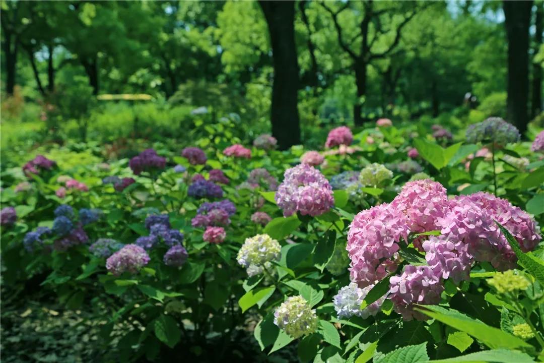 上海植物园绣球花2.jpg