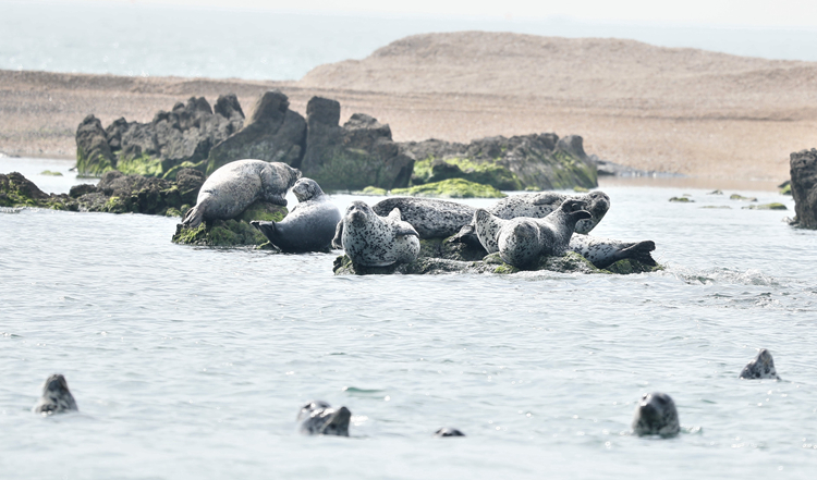 在上岸点拍摄到的斑海豹憨态可掬(4715014)-20210605200618_副本.jpg