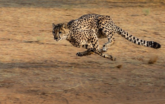 cheetah-2859581_640.jpg