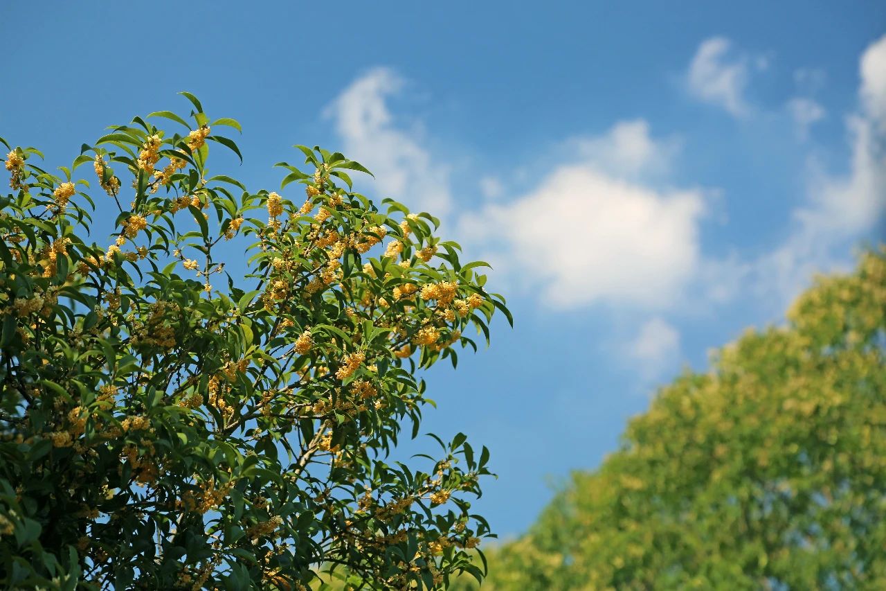 植物园桂花.jpg