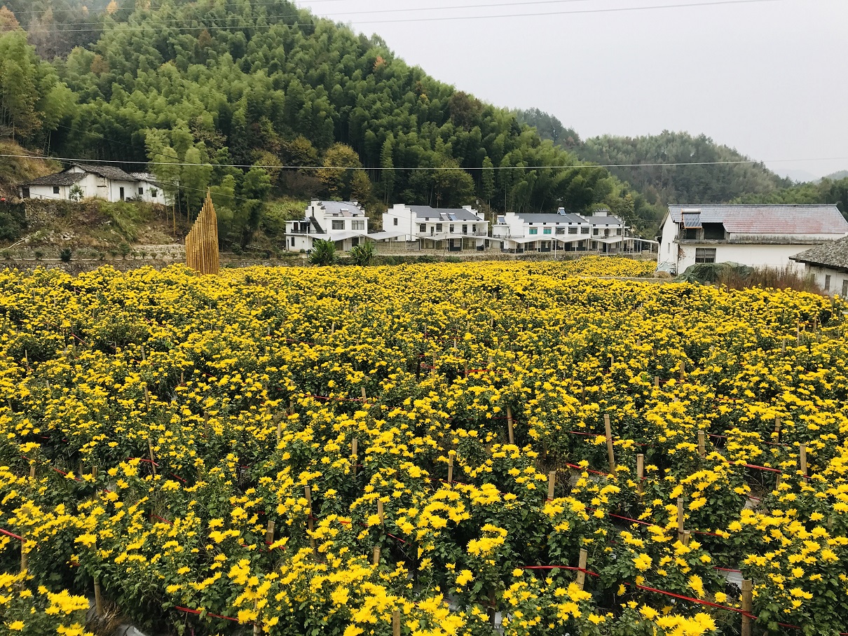 万涧村种植的金丝皇菊.jpg