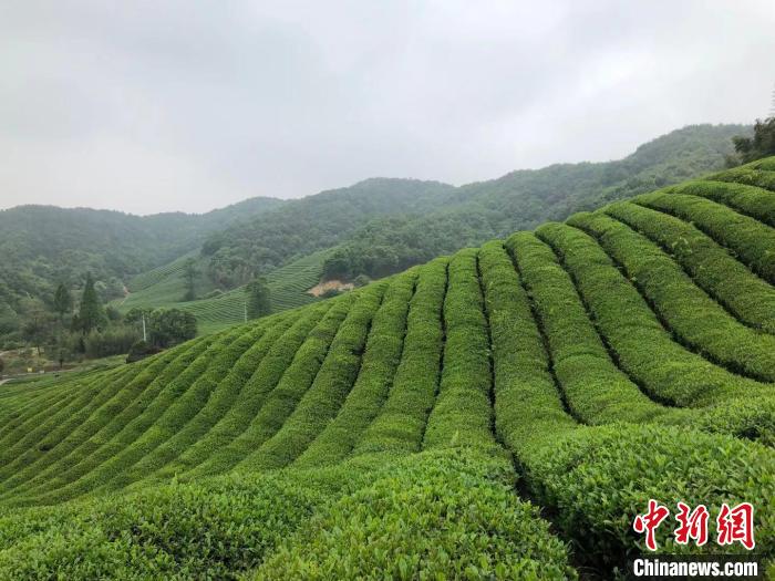 浙江绍兴坡塘村茶田 方堃 摄