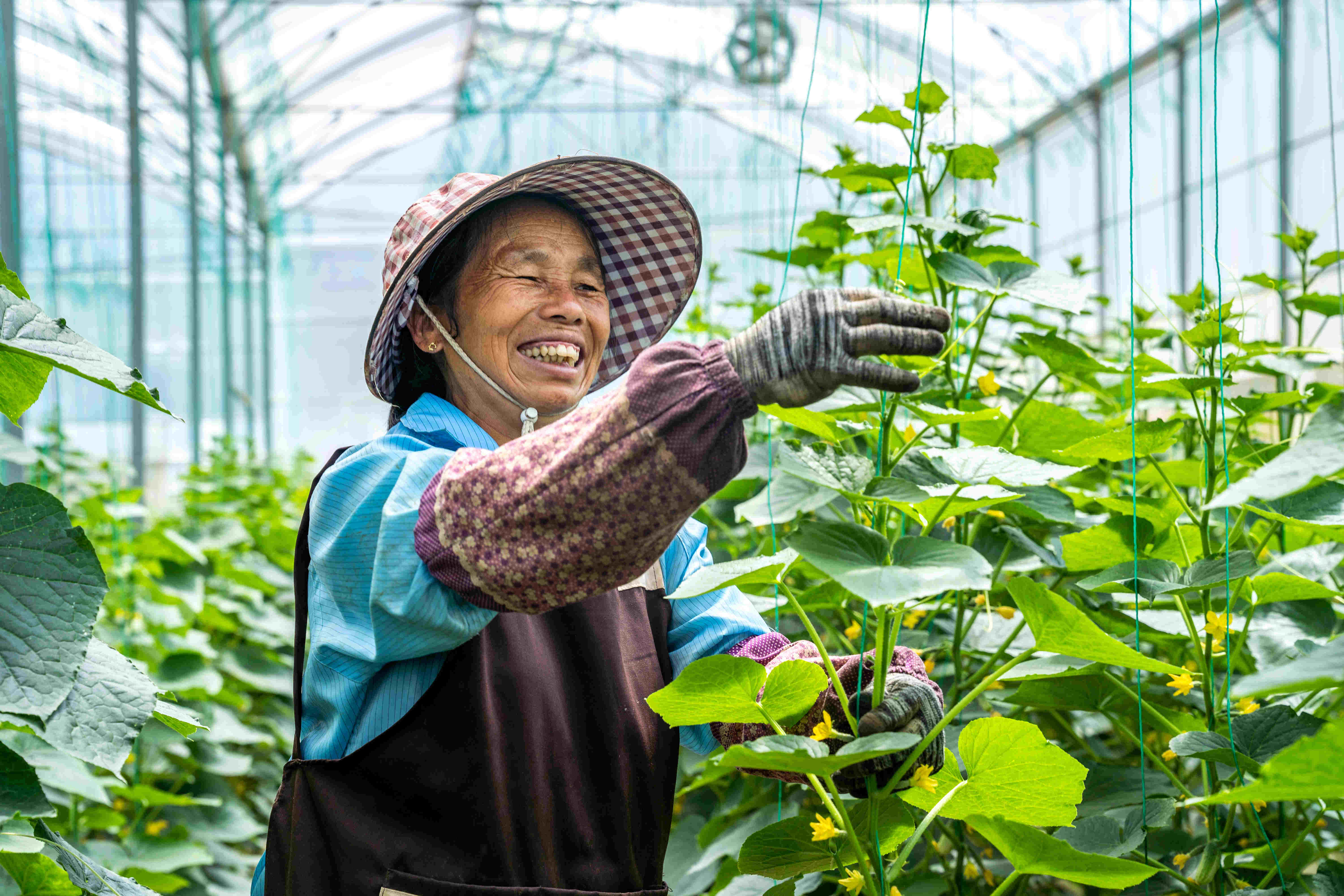 云南省文山壮族苗族自治州砚山县上海静安高原生态蔬菜中康项目.jpg