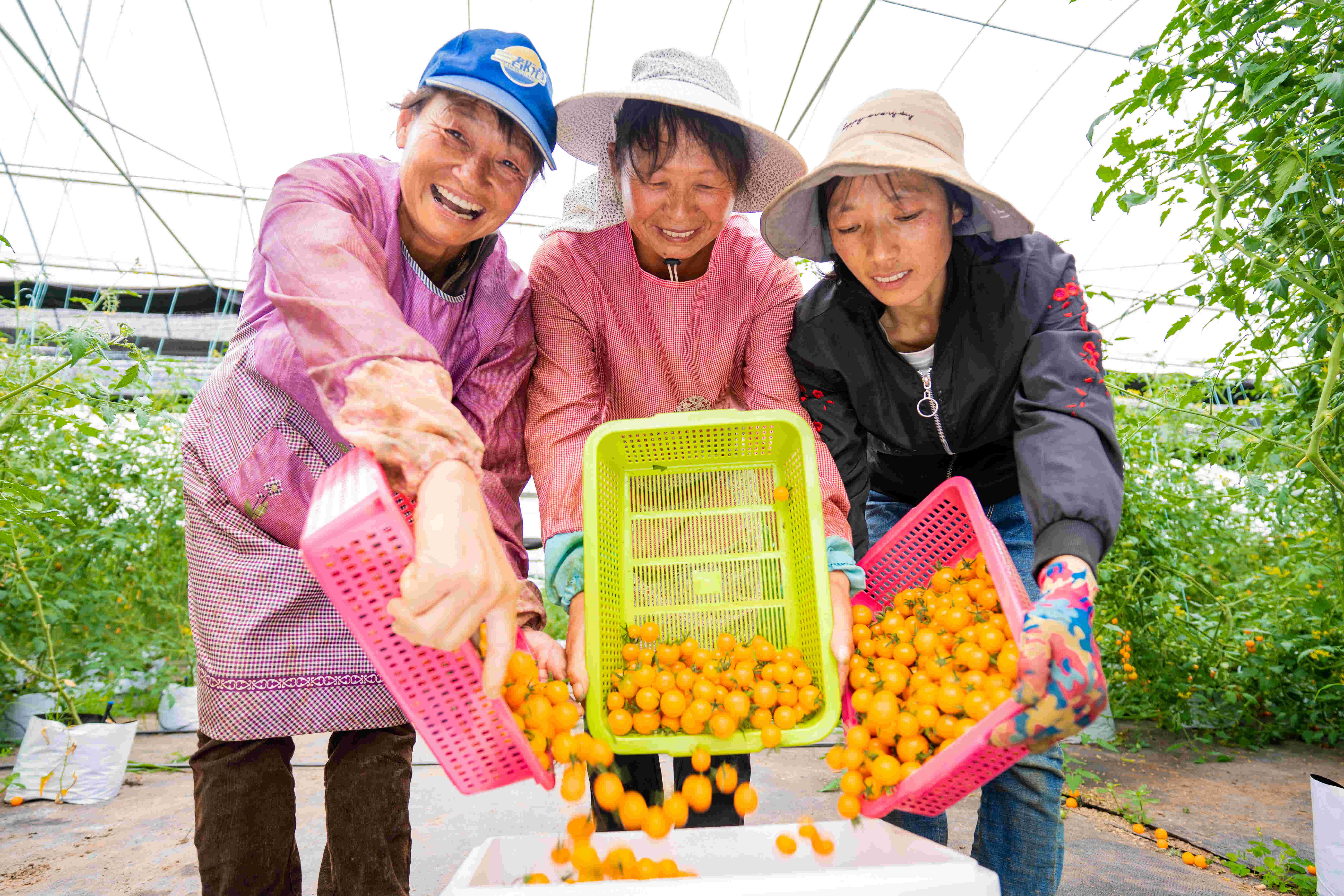 云南省昆明市禄劝彝族苗族自治县茂山镇丽山村水果番茄基地项目受益百姓.jpg