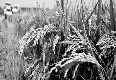 “十八连丰”背后的科技底气