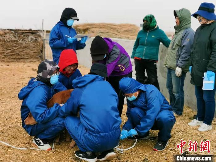 图为李光鹏团队成员们正在抓牛。　受访者供图。