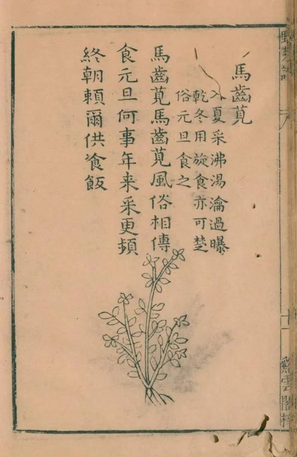 野菜1.jpg