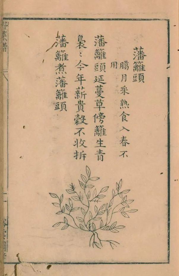 野菜2.jpg
