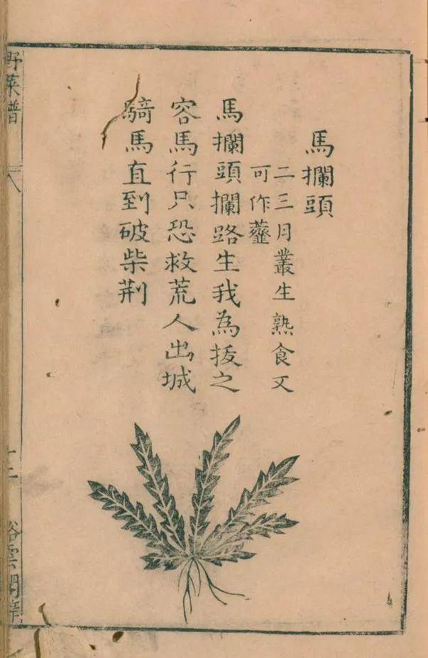 野菜4.jpg