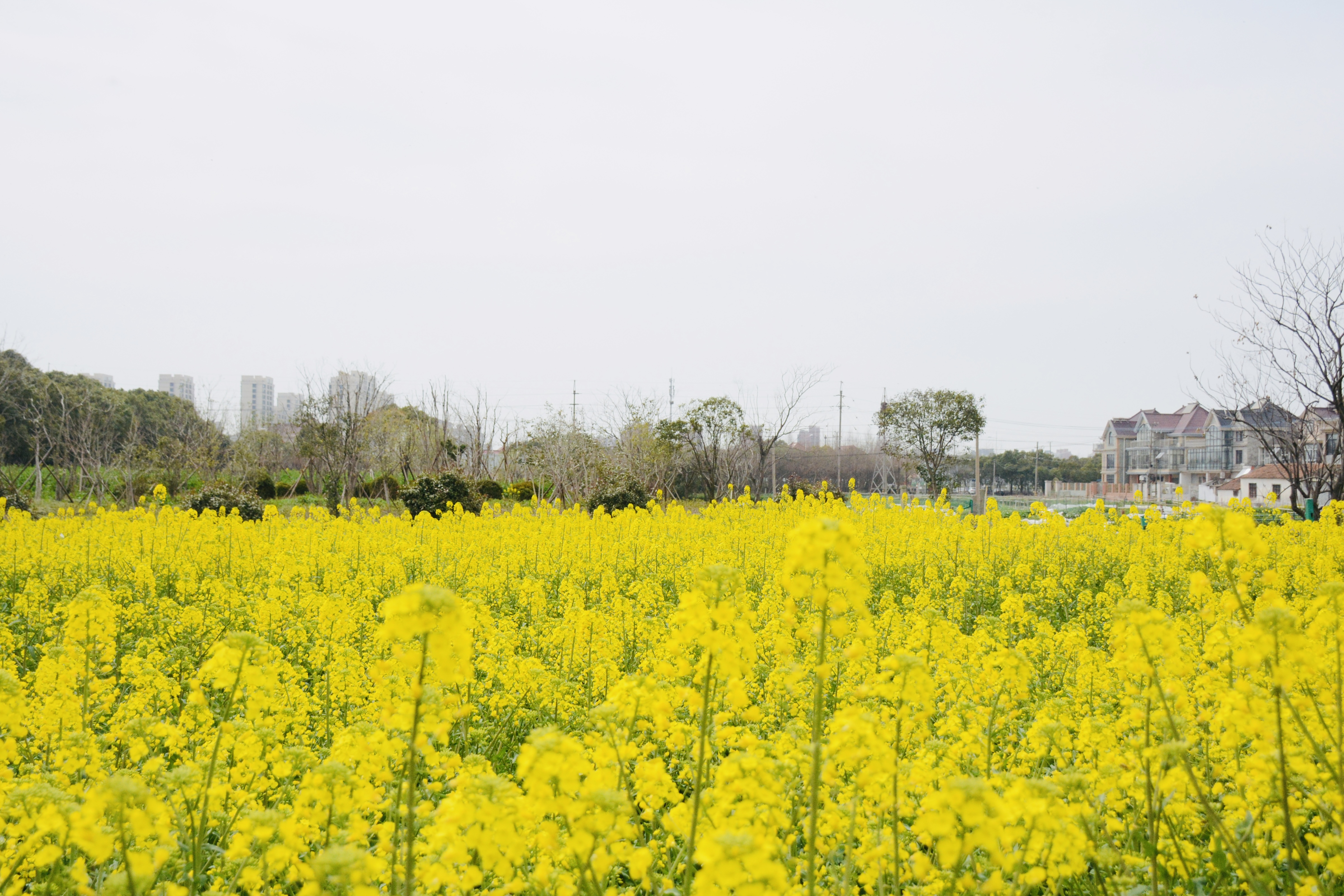 油菜花.jpg