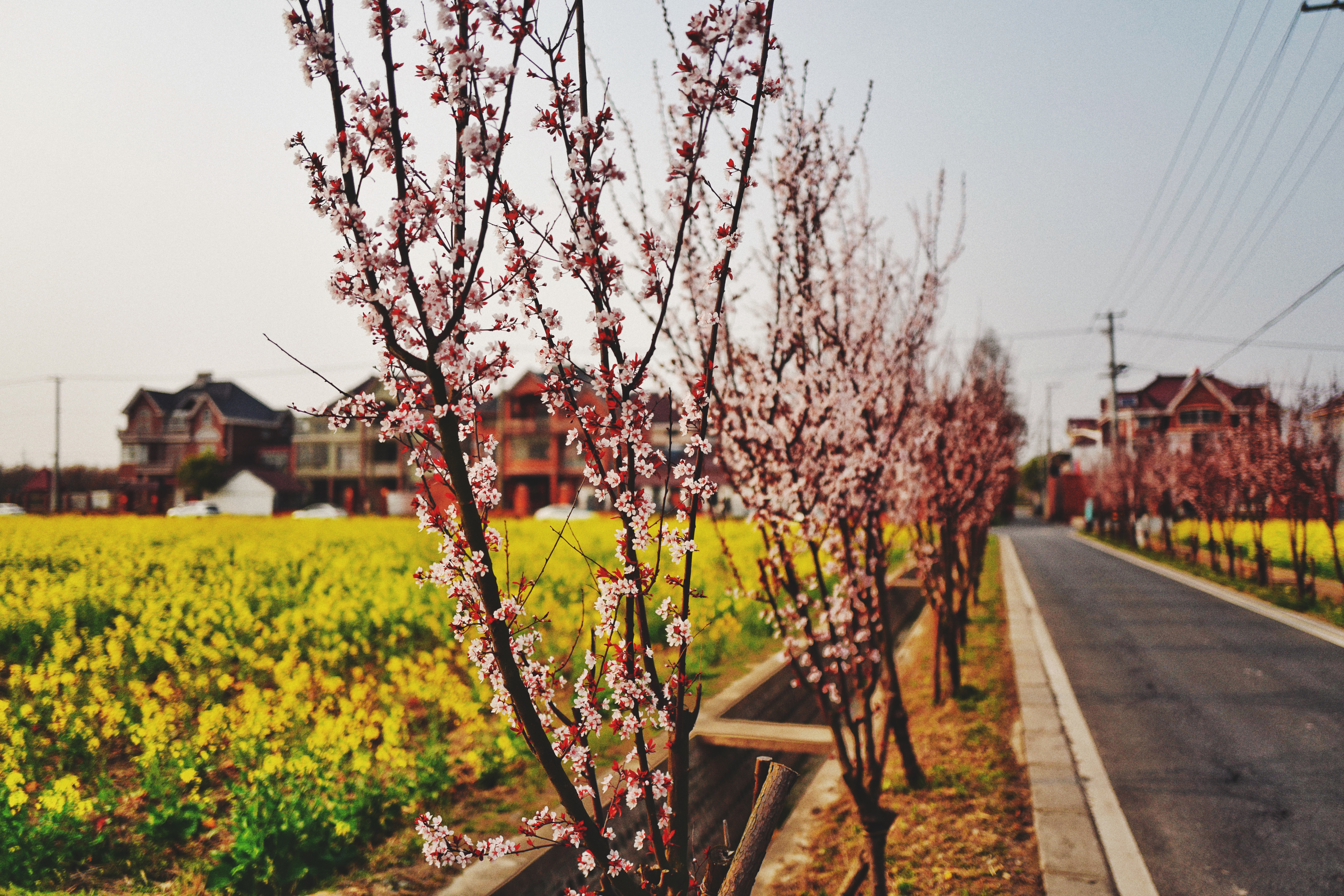 紫叶李.jpg