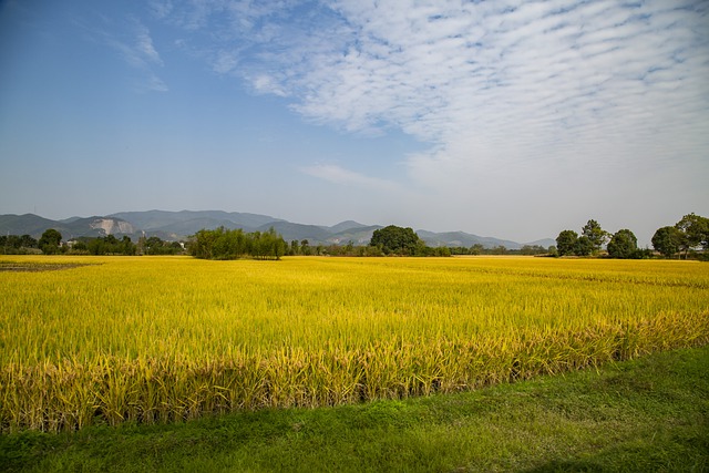 rice-field-g203bd1b7c_640.jpg