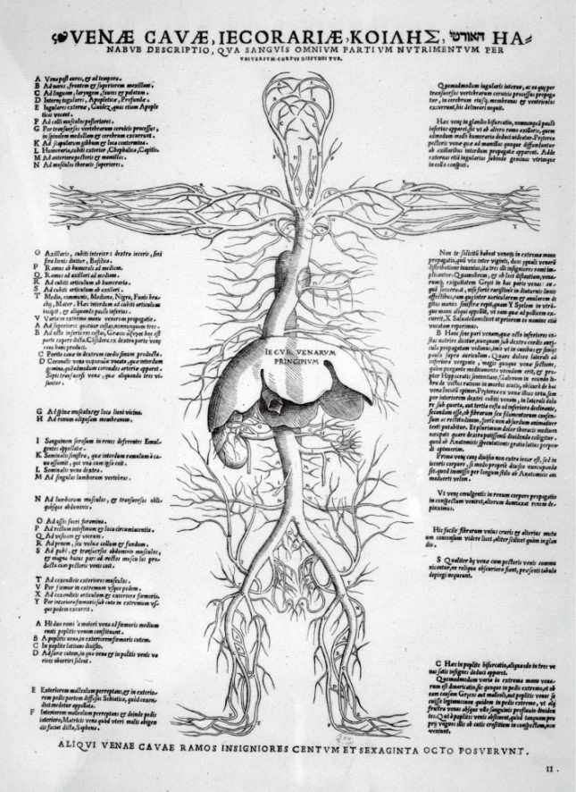 1538年出版的《解剖六图》是简·范·卡尔卡为维萨里绘制的6幅早期教学用图。这幅静脉与动脉图正是其中之一。图中的肝脏分为5叶。他会在《人体构造》一书中纠正这一点.jpg