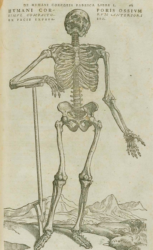 维萨里在《人体构造》一书中，一层一层地展示了人体的结构，最后只剩下完整的骨骼。图中的骷髅靠在一把铁锹上，也许正要用那把铁锹为自己挖掘坟墓，以便埋葬自己的遗骸.jpg