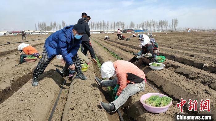 图为李建桥承包100亩地种植大葱。　刘源丰 摄