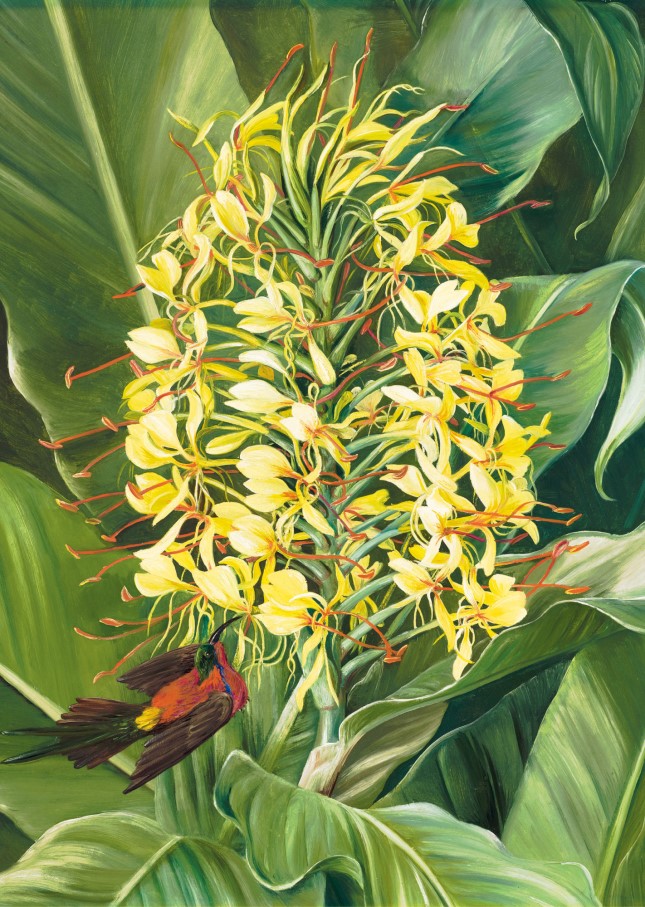 红丝姜花（Hedychium gardnerianum）和太阳鸟，画于印度。诺斯在印度的目标之一是描绘和印度宗教有关的植物。姜花是喜马拉雅山麓的本土植物，在为期8天的因陀罗雨神节中，会有一名少女戴上姜花制成的花环，成为女神库玛丽在人间的肉身。.jpg