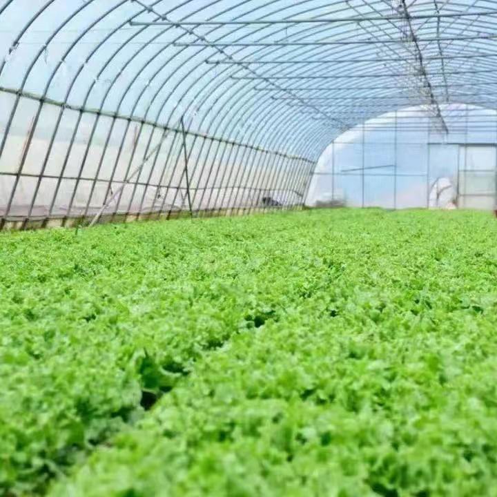 多措并举，抢种扩种！上海保障蔬菜从“田间”到“餐桌”