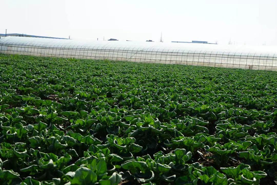 多措并举，抢种扩种！上海保障蔬菜从“田间”到“餐桌”