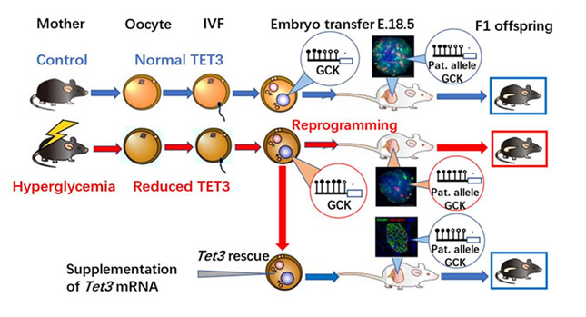 内 机制图_副本.jpg
