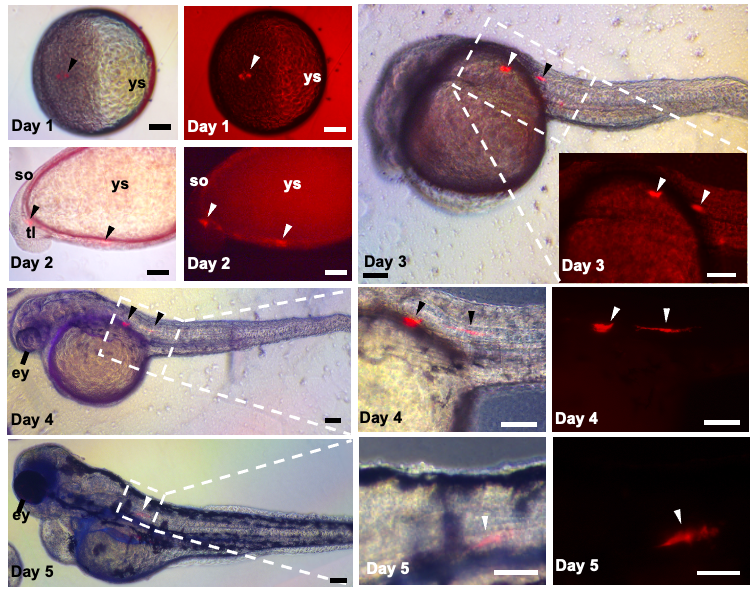 马口鱼精原干细胞在斑马鱼体内分化成三个胚层的不同细胞.png