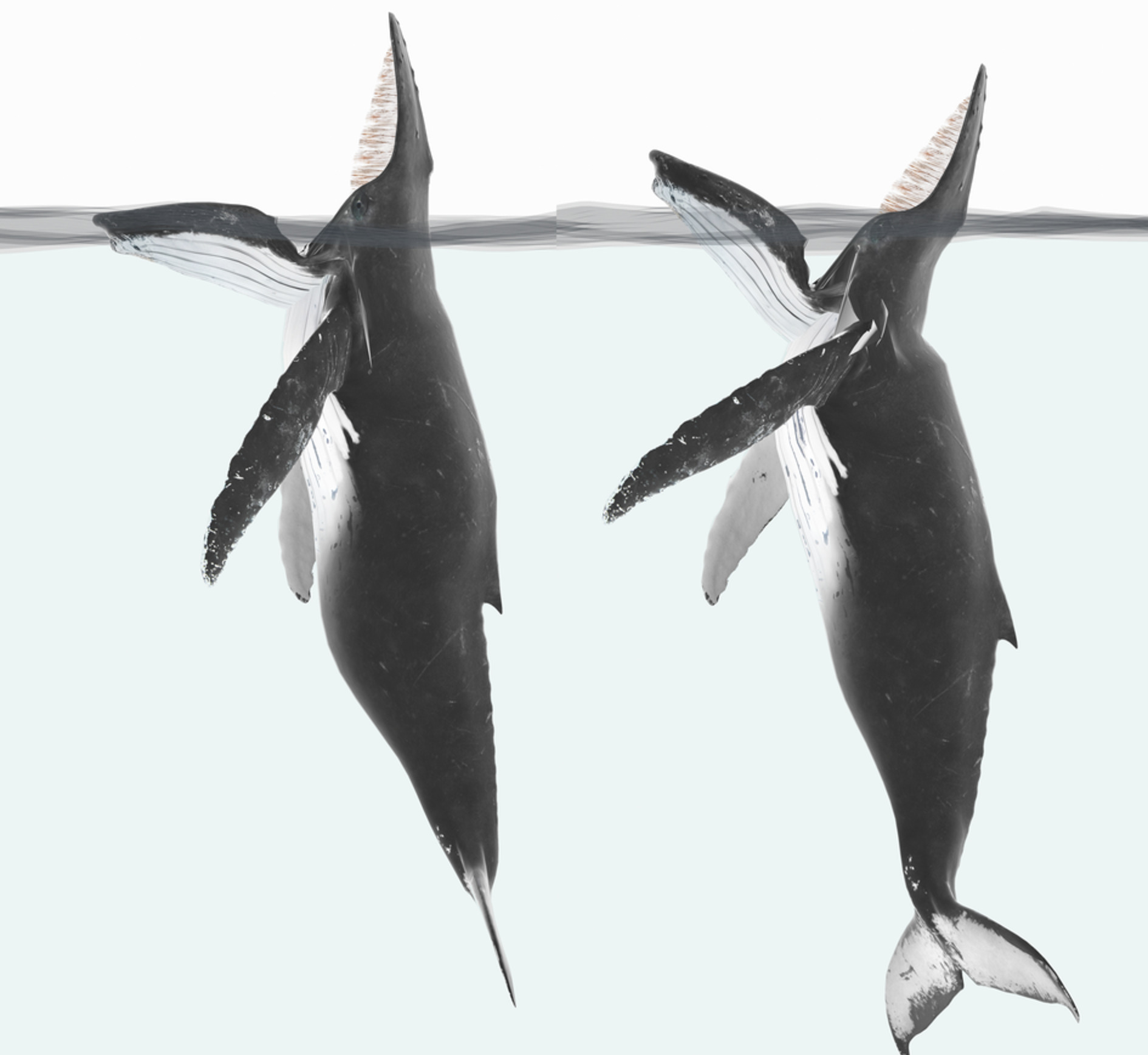 Diagram of humpback engaged in trap feeding; with a jaw either flush with the waterline or raised to a similar height to the rostrum (J. McCarthy)..jpg