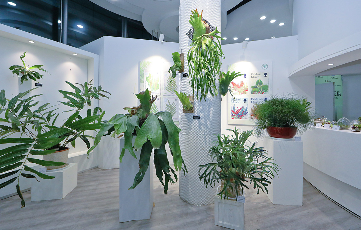 辰山植物园蕨类植物保育成果精品展 (6).jpg