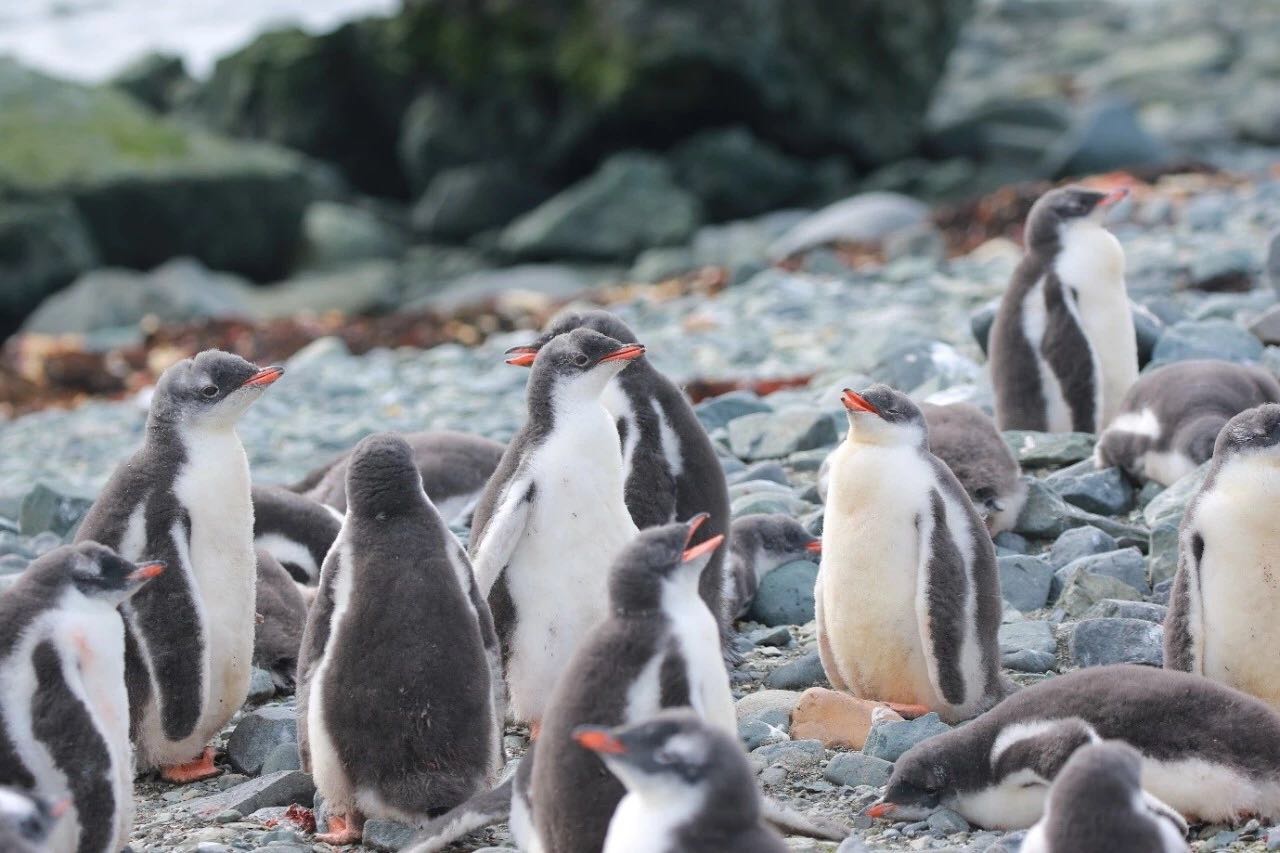 【澳洲墨尔本】菲利普岛企鹅归巢观赏体验 & 热门景点套票 - Klook客路