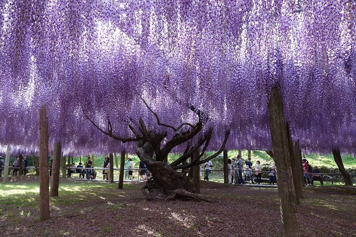 园中数量最多的,是紫藤花.