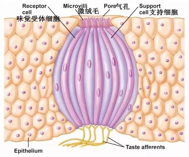 舌头的味蕾分布图图片